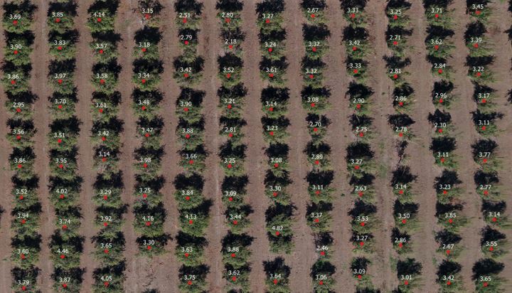 Drones in Philippine Environment - Tree Counting from PrecisionHawk